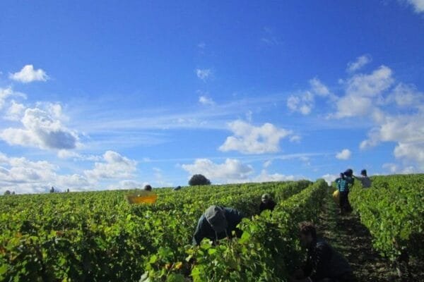 Sparkling Vouvray Wines Better Than Champagne Divine Loire