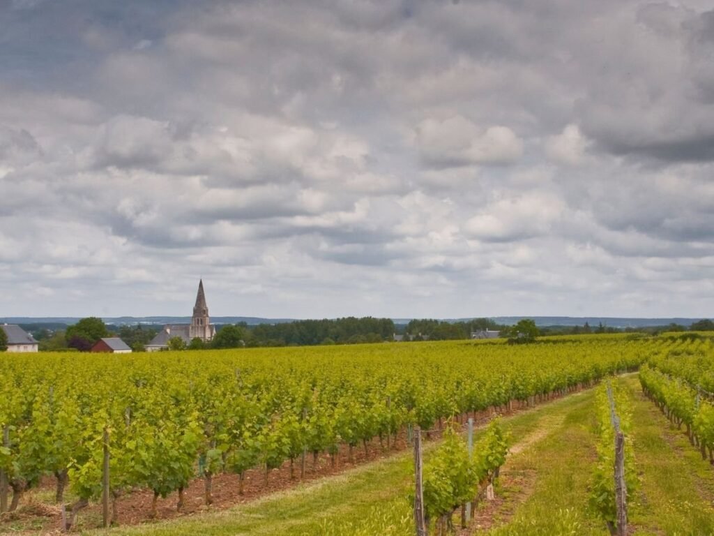 Vineyards near the village of Turquant (Saumur Champigny appellation)