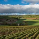 Loire Valley vineyards, near Bourgueil