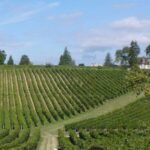 Domaine de Noiré Chinon Indre-et-Loire