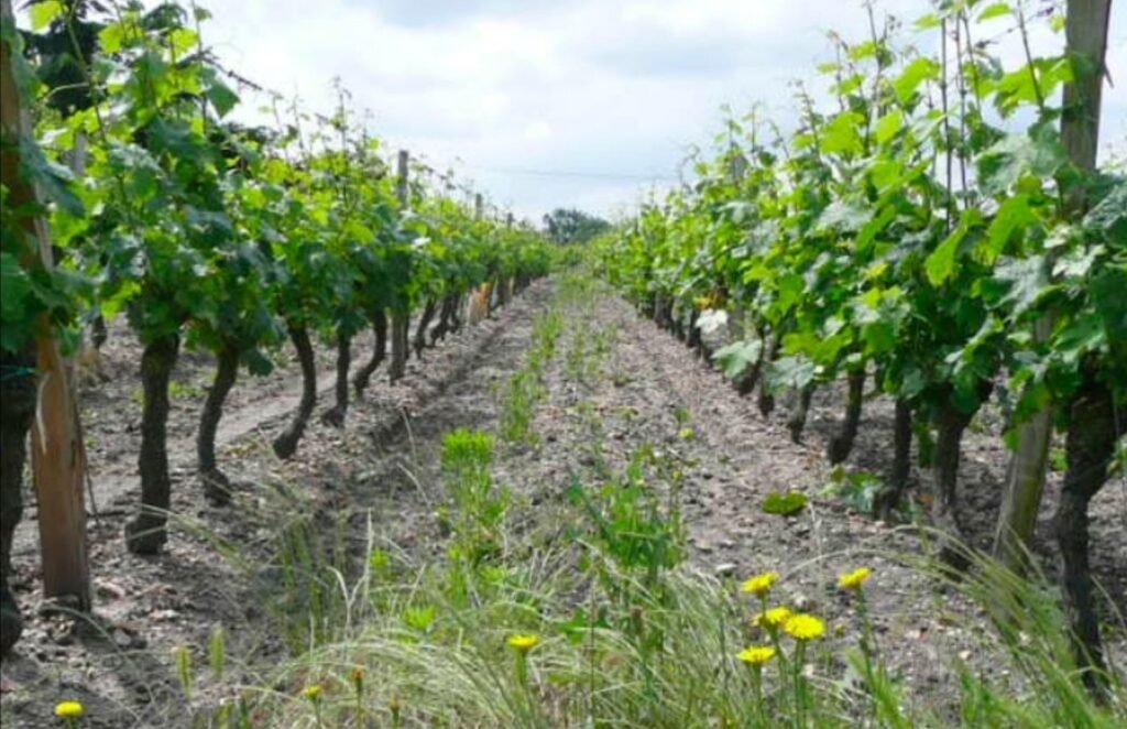 Domaine des Vallettes Saint-Nicolas-de-Bourgueil Indre-et-Loire