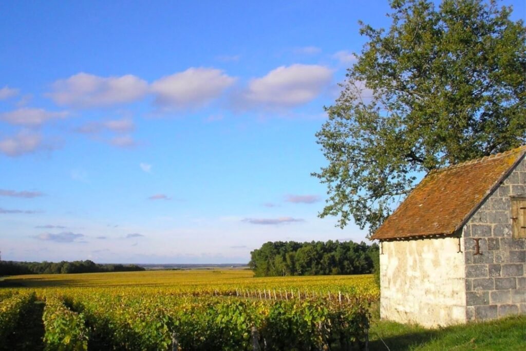 Domaine Jacky Marteau Pouillé Loir-et-Cher