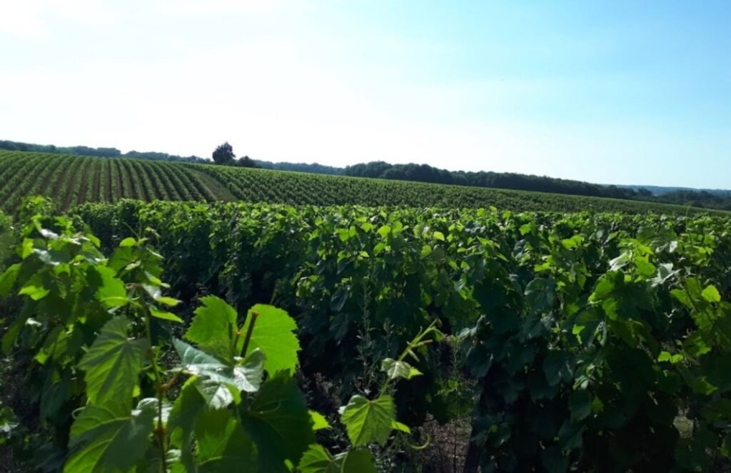 Domaine Laura David Lussault-sur-Loire Indre-et-Loire