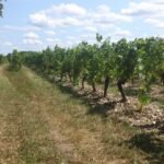 Domaine Le Sot de l'Ange Azay-le-Rideau Indre-et-Loire