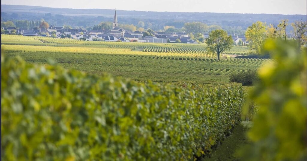 Vignoble de la Jarnoterie Saint-Nicolas-de-Bourgueil Indre-et-Loire