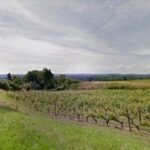 Vignoble de Savennières