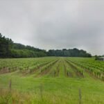 Domaine Daridan Cour-Cheverny Loir-et-Cher