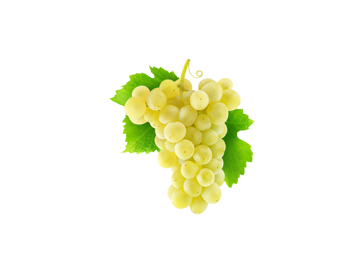 Chenin Blanc grape variety illustration