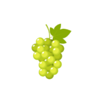 Sauvignon Blanc grape variety illustration