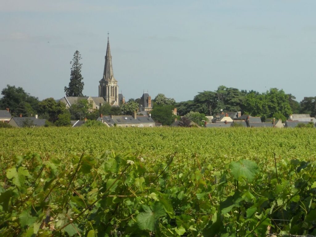 Savennières Vineyard