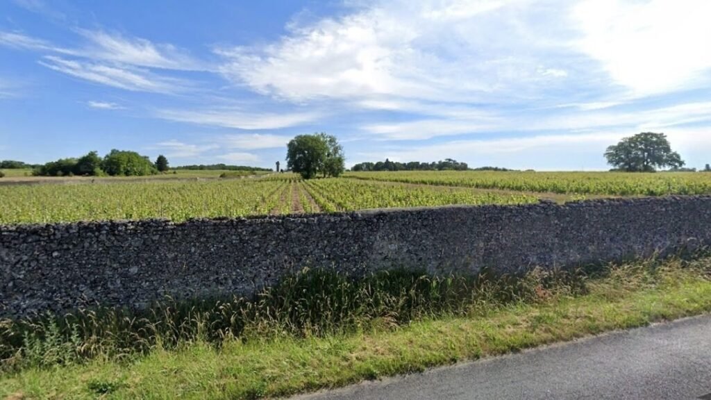 Vines in Montlouis-sur-Loire, between Nouy and Mosny