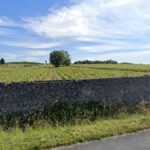 Vines in Montlouis-sur-Loire, between Nouy and Mosny