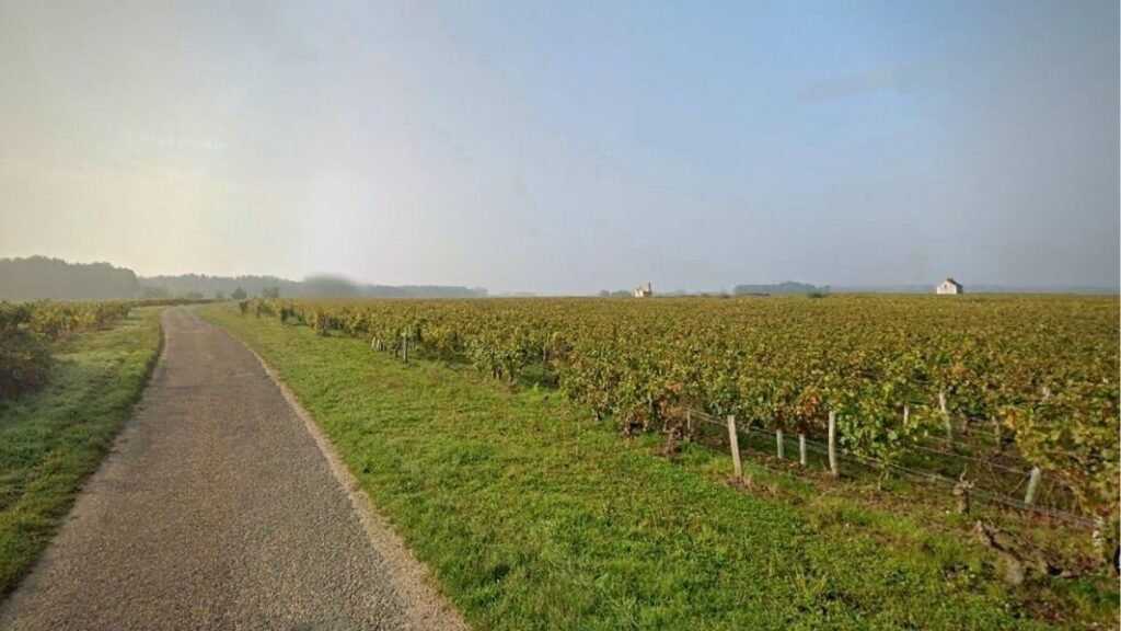Vineyard of Montlouis-sur-Loire