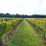Cheverny vines in Loire Valley vineyard