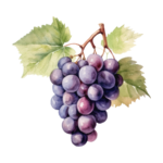 Pinot Noir grape variety illustration