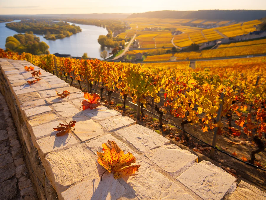 Bubbles, Whites and Reds: Loire’s Secret Wine Appellations That Seduce Connoisseurs