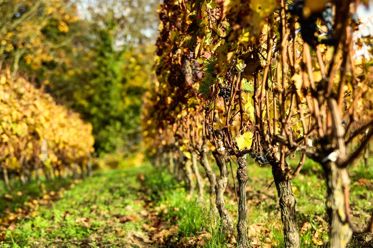 Domaine Pontonnier - Photo 3