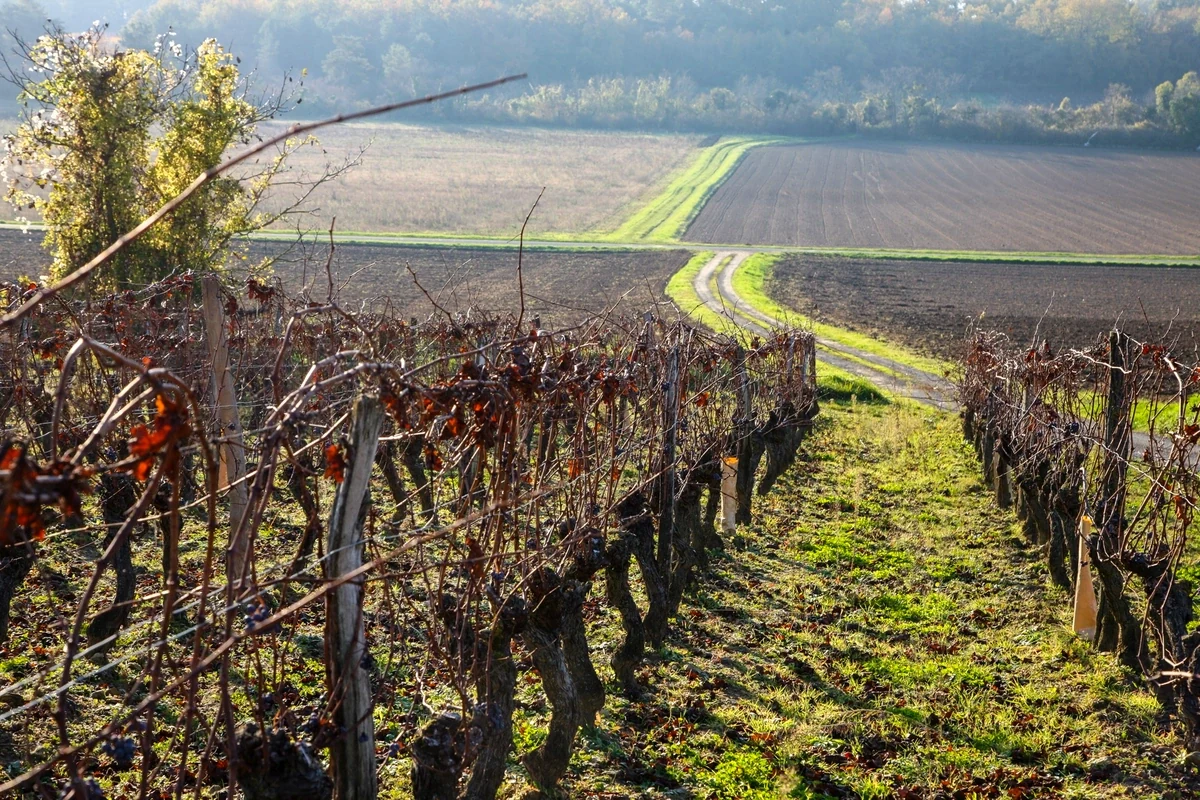 Domaine des Frères - Photo 3