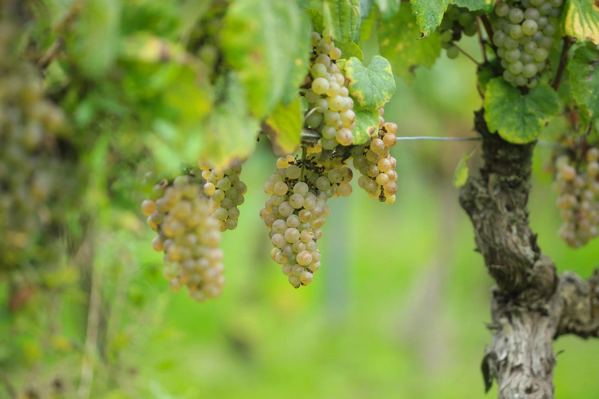 Domaine des Huards - Photo 4