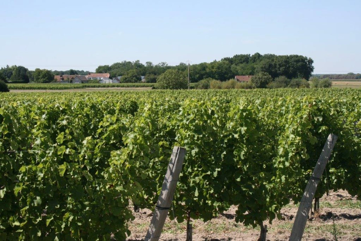 Domaine du Petit Chambord - Photo 2