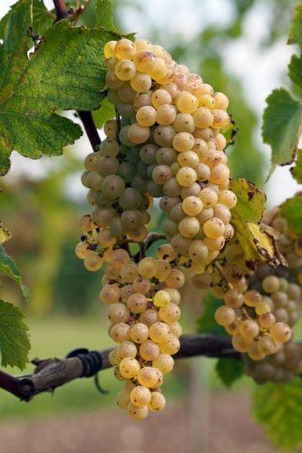 Cepage chenin blanc – grappe Chenin blanc grapes