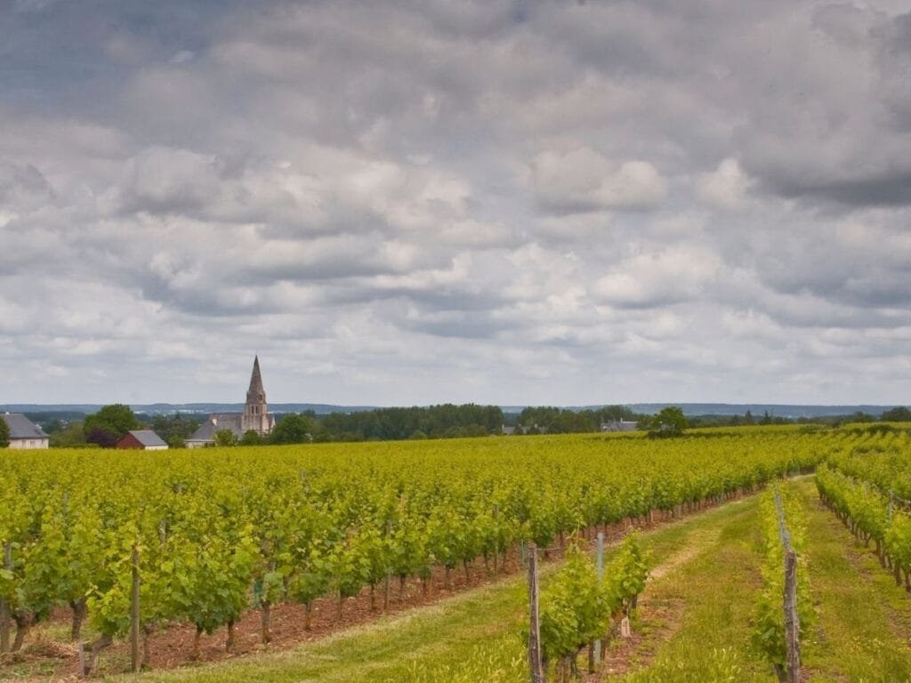 Vignobles autour du village de Turquant - Visite de cave à Saumur