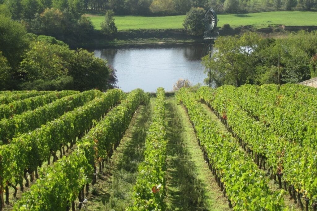 Domaine Charles Joguet - Photo 2