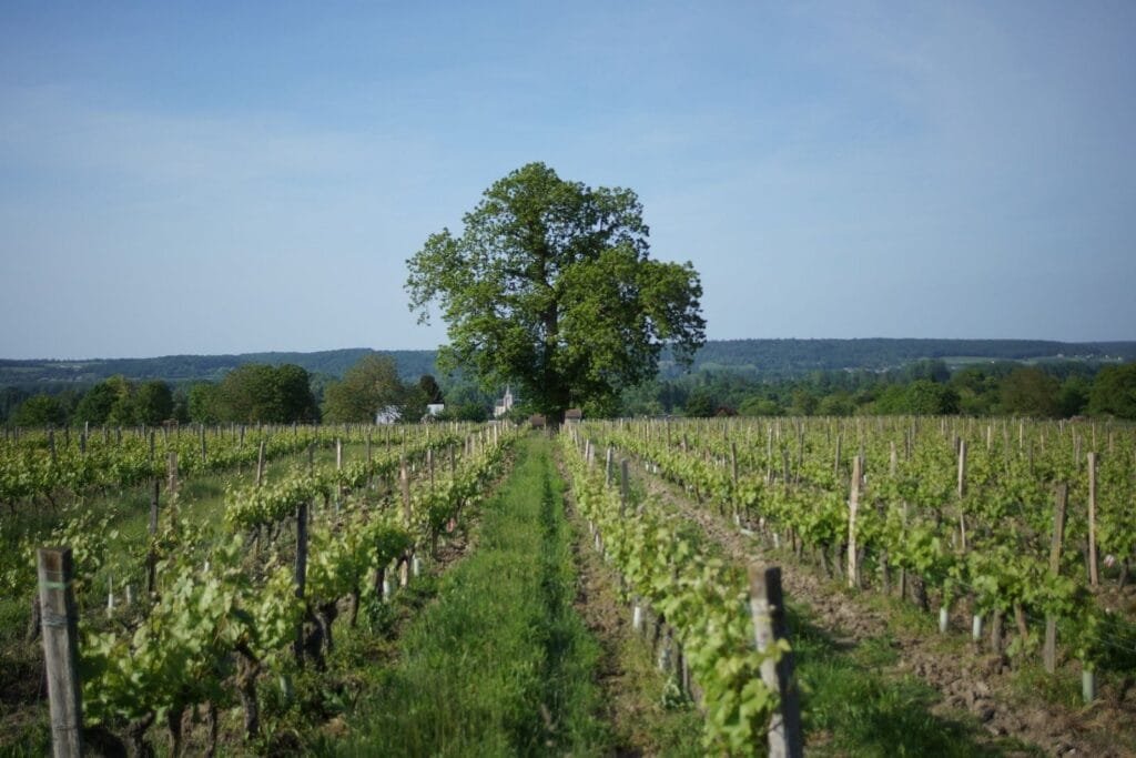 Domaine Charles Joguet - Photo 3