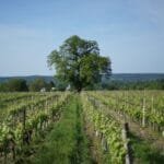 Domaine Charles Joguet Sazilly Indre-et-Loire