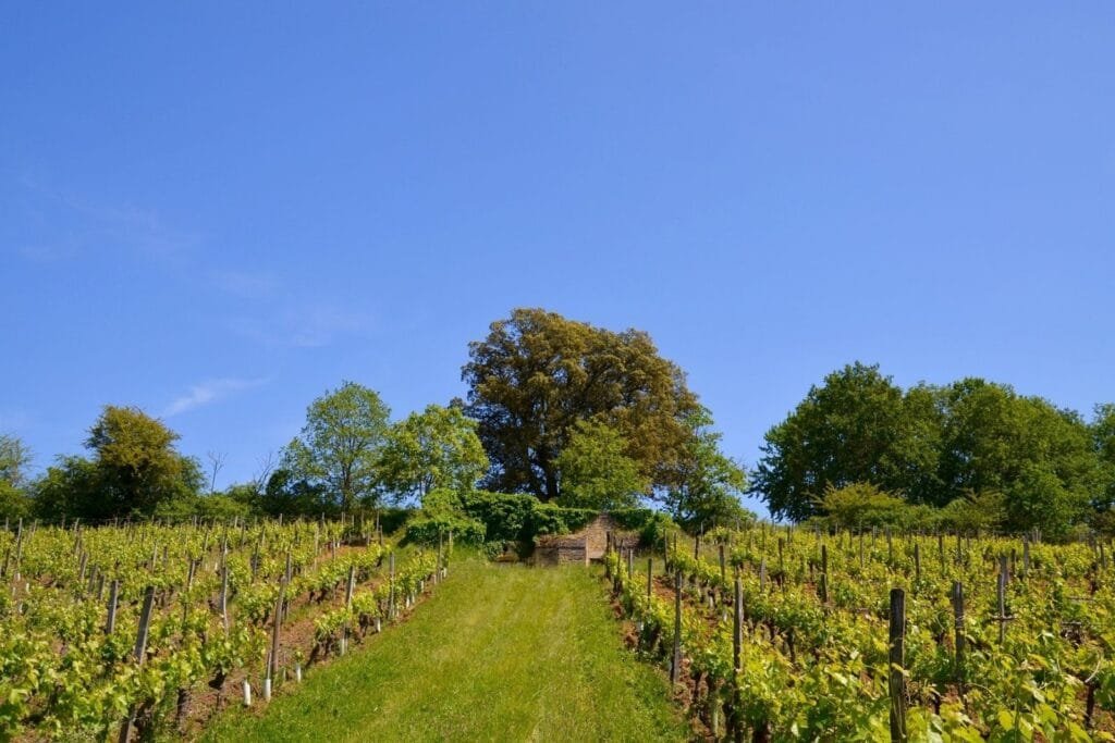 Domaine Charles Joguet - Photo 4