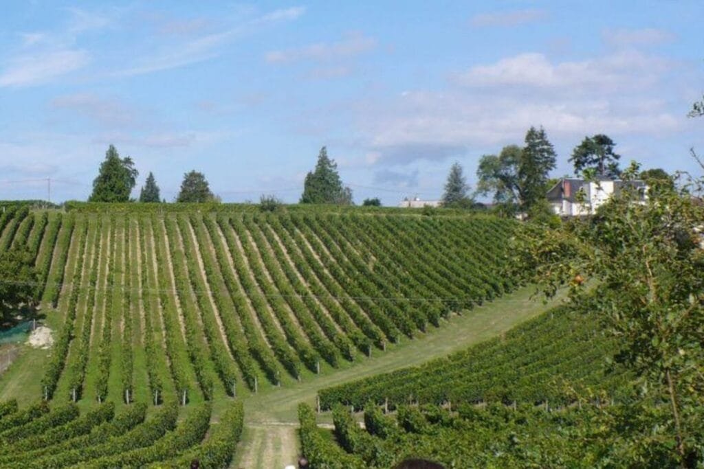 Domaine de Noiré Chinon Indre-et-Loire