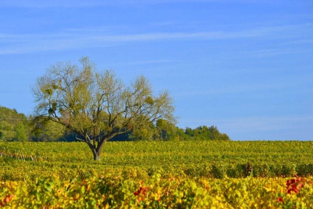 Domaine des roches neuves - Photo 3