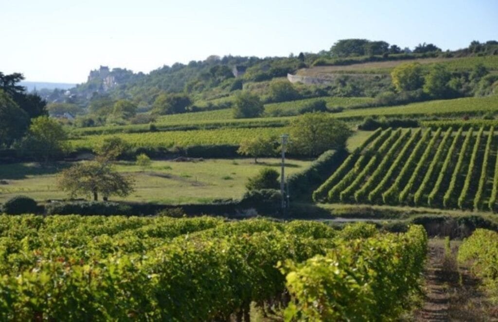 Domaine Les Ares de Loire - Photo 2