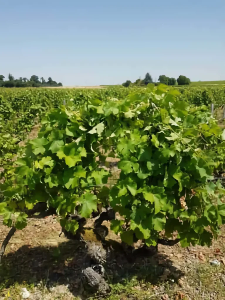 Domaine la Melotine - Photo 4