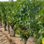 Vignoble de Saint-Nicolas-De-Bourgueil (Domaine de la Chopinière du Roy)