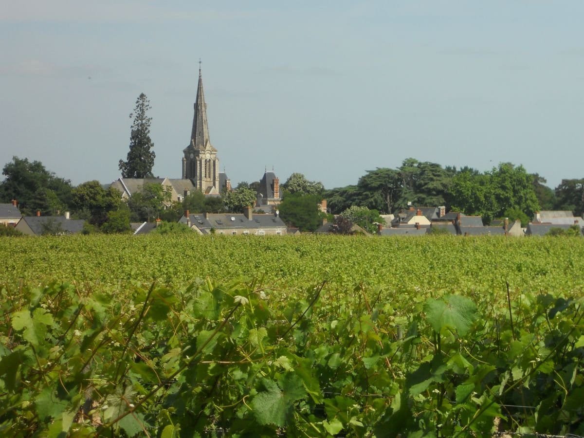 Vignoble de Savennières