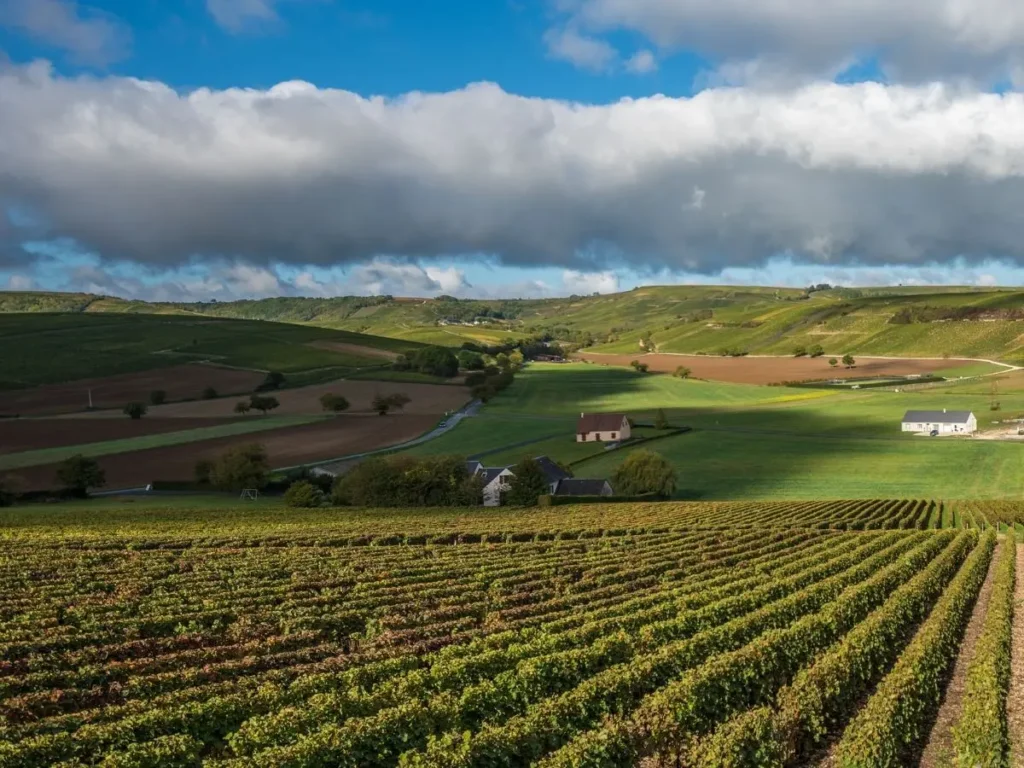 Vignoble de Touraine entre Bourgueil et Luynes