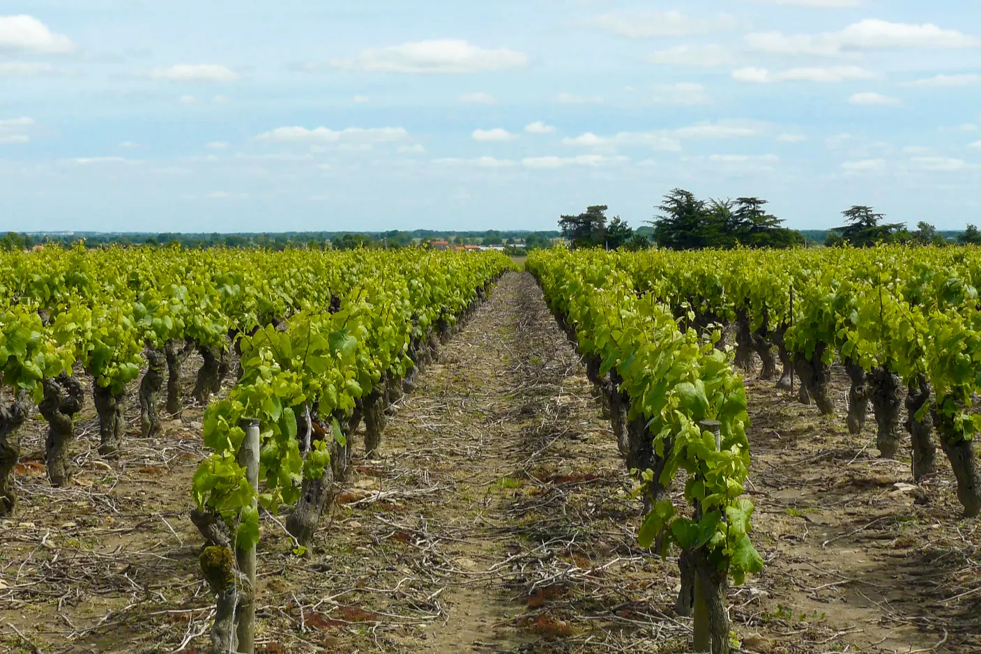 Vignoble Muscadet, près de Remouillé