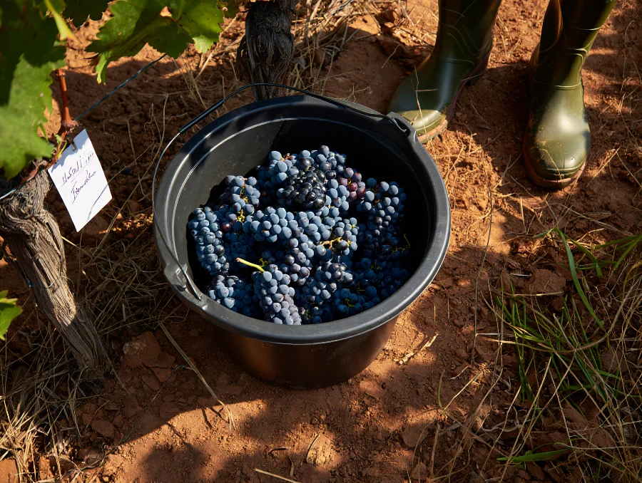 Vendanges d’un jour en Val de Loire : comment participer sans faire tache au chai?