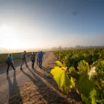 Muscadet