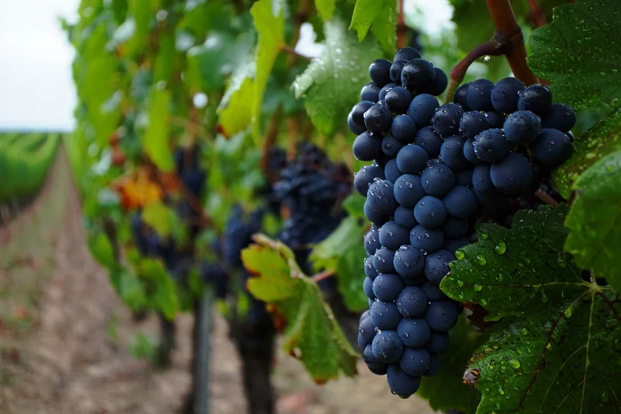 Entre tanins et terroirs : le cabernet franc, confident des vins de Loire
