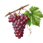 Pineau d’Aunis