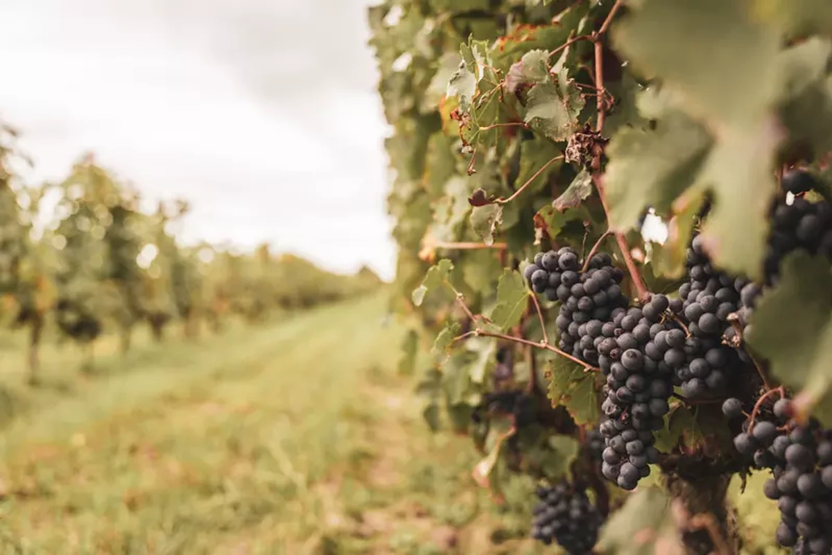 Domaine Javoy - Photo
