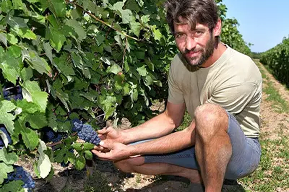 Vignoble du Chant d'Oiseaux - Photo 1