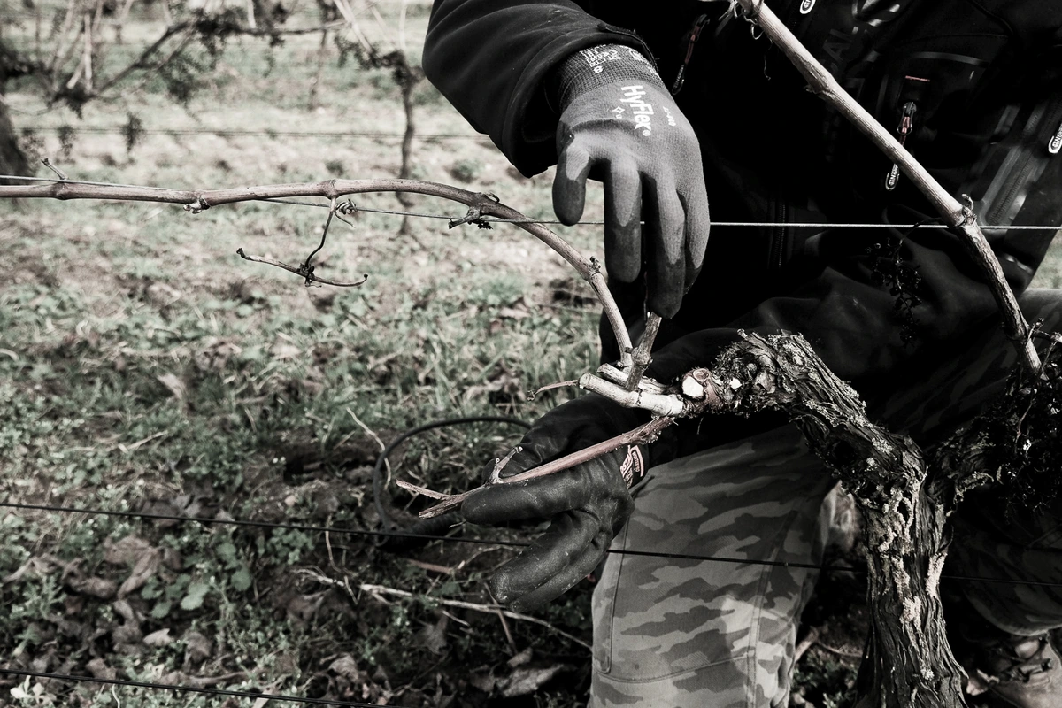 Vignoble du Chant d'Oiseaux - Photo 3